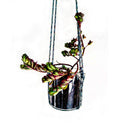 Elegant Krystal Kraft glass hanging planter with upcycled bottle design, holding a vibrant green plant in a modern living room.