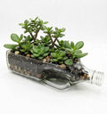Side view of the Black Label upcycled glass bottle planter by Krystal Kraft.