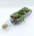 Side view of the Teacher’s bottle planter showing its distinctive bottle-shaped design.