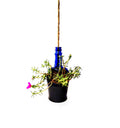 Artistic upcycled glass planter made from Antiquity Blue whisky bottle, perfect for eco-friendly indoor and outdoor use.