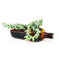 Upcycled Ballantine’s glass bottle planter with money plant on wooden desk