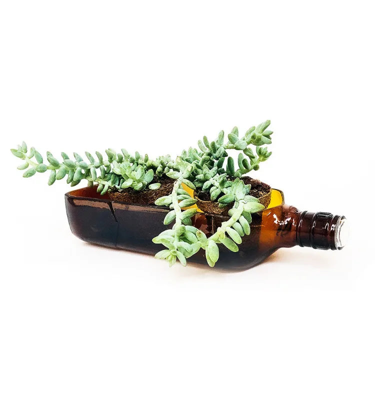 Upcycled Ballantine’s glass bottle planter with money plant on wooden desk