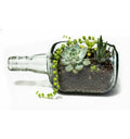 Eco-friendly handmade Old Monk bottle planter from Krystal Kraft, featuring smoothened edges and a drainage outlet for healthy plants. Ideal for stylish interior decoration, sustainable home décor, and unique gifting ideas such as housewarming or corporate gifts.