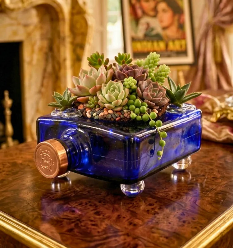 Table top Haig Club blue glass bottle planter with green money plant, front view