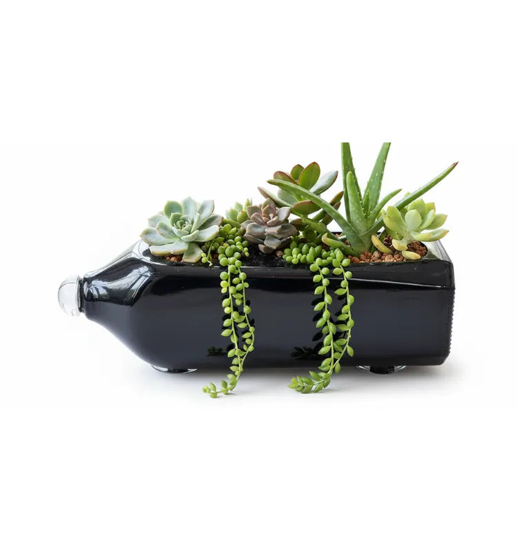 A handcrafted upcycled Johnnie Walker Double Black whisky bottle planter by Krystal Kraft, showcasing modern artistry and eco-conscious design—ideal as a luxury indoor desk or tabletop planter and a premium eco gift.