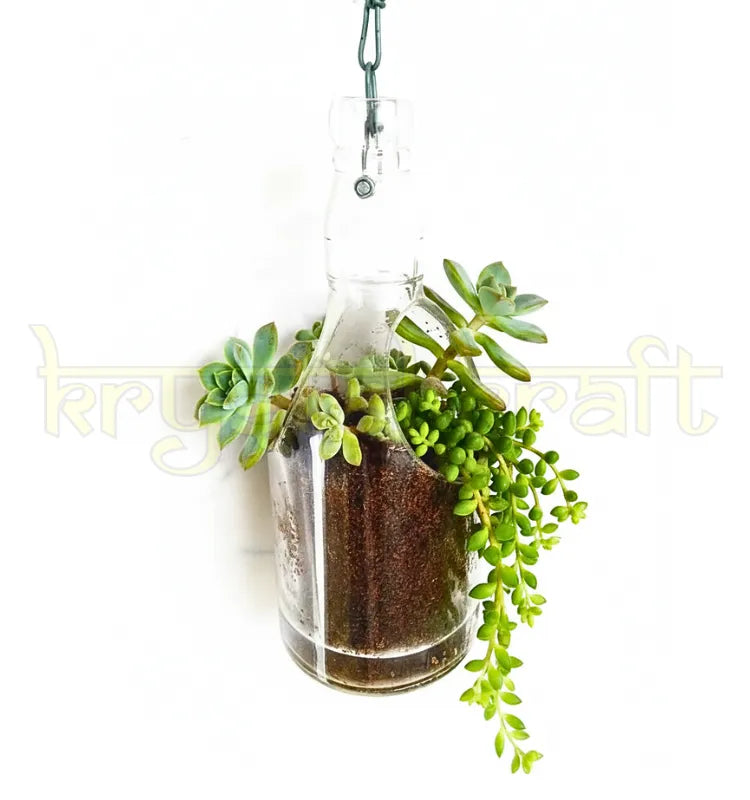 “Eco-friendly Chivas Regal upcycled glass bottle planter hanging indoors with small green plants for sustainable home décor.”