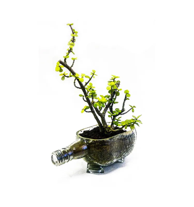 Upcycled Old Monk glass bottle planter for living room and kitchen décor