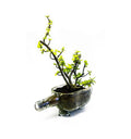 Upcycled Old Monk glass bottle planter for living room and kitchen décor