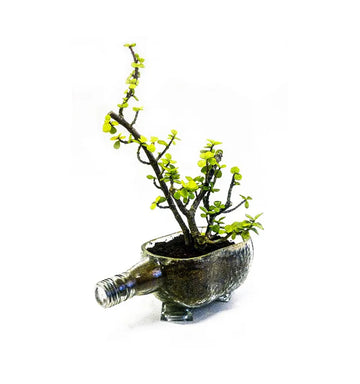Upcycled Old Monk glass bottle planter for living room and kitchen décor