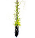 Sustainable hanging planter crafted from upcycled green glass bottle, ideal for succulents, herbs, and decorative plants