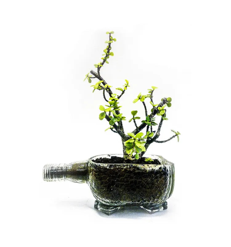 Handmade bottle planter gift idea for housewarming, festive, or corporate occasions