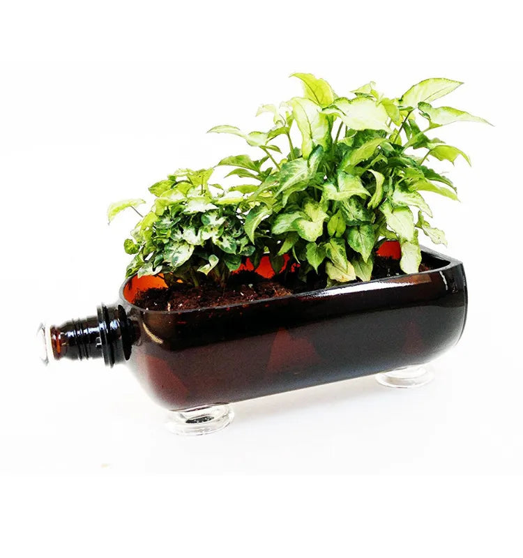 2 litre brown glass bottle table top planter with green money plant