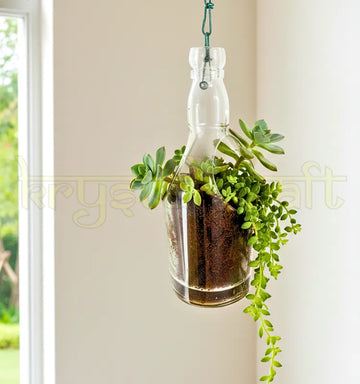 “Eco-friendly Chivas Regal upcycled glass bottle planter hanging indoors with small green plants for sustainable home décor.”