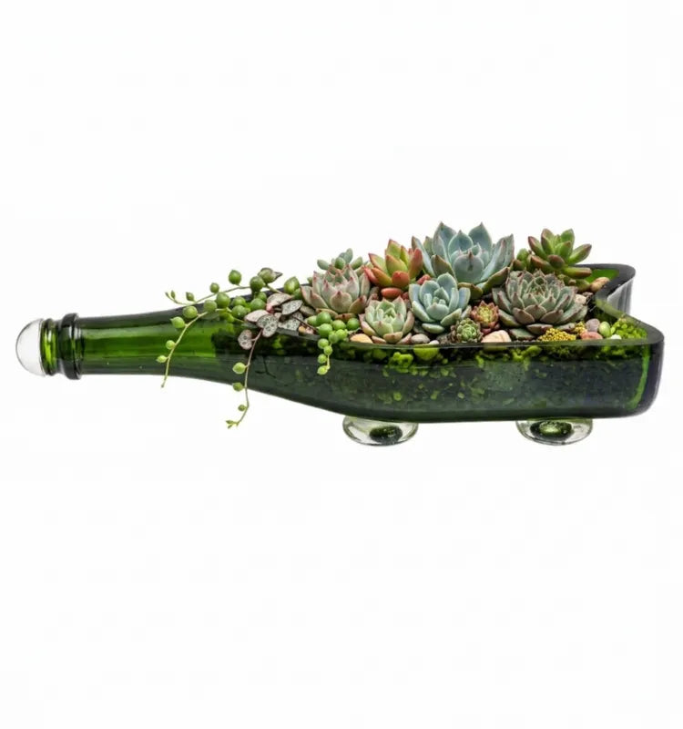 Upcycled Sula wine bottle planter with green money plant on a table
